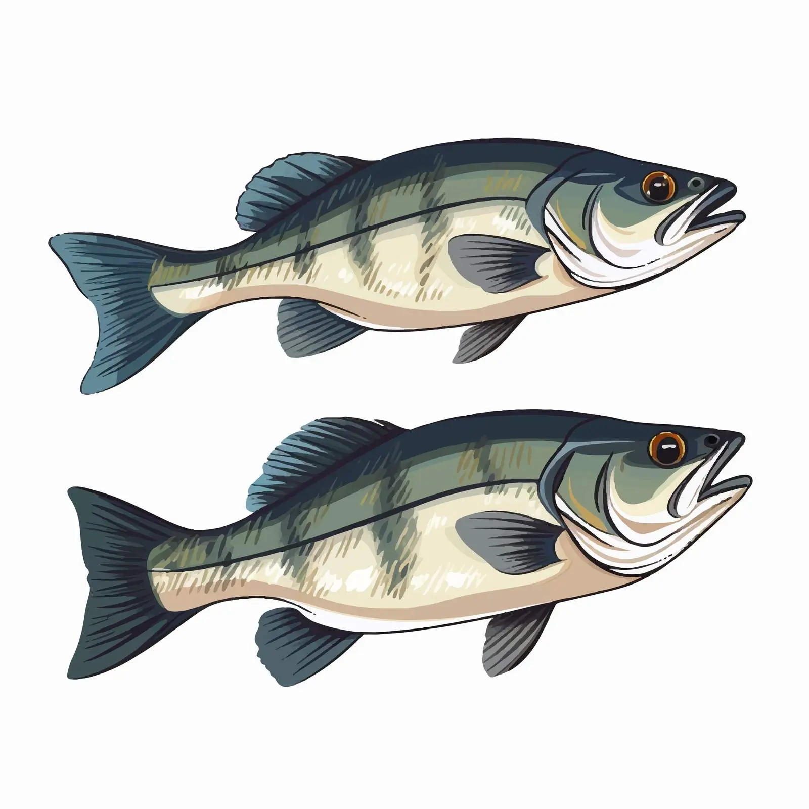 Bass Fish Vector Line Illustration on White Background — free download from Dotvec