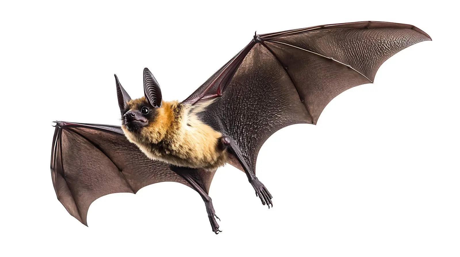 Bat Flying on White Background — free download from Dotvec