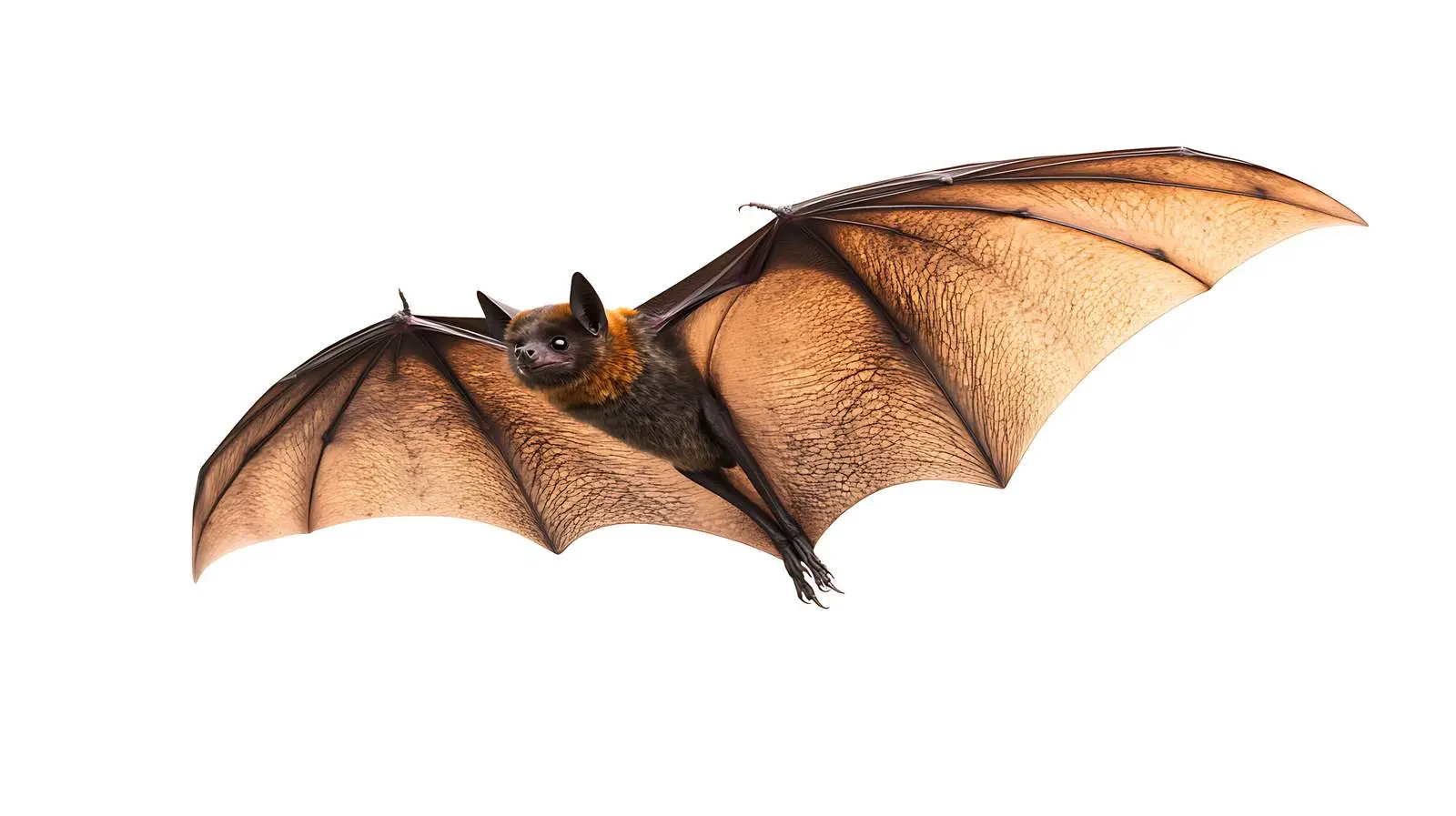Flying Bat on White Background — free download from Dotvec