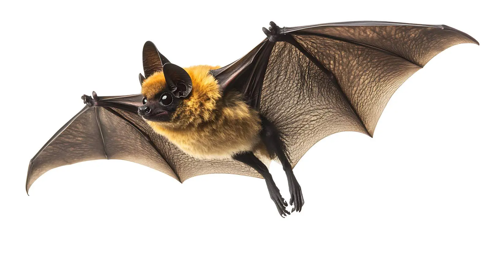 Bat Flying on White Background — free download from Dotvec