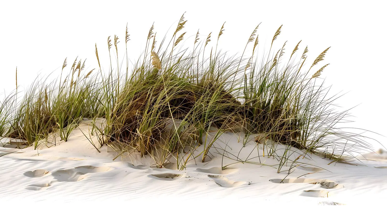 Grasses on Sand Dune Beach Scene – free fresh air image from Dotvec