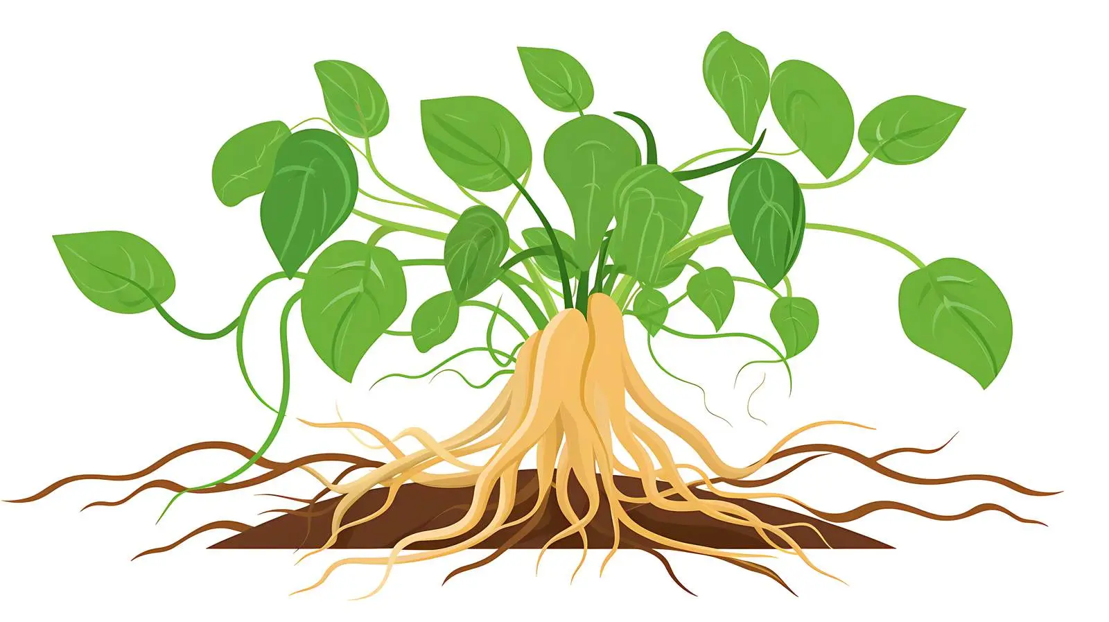 Bean Plant Anatomy Illustration — free download from Dotvec