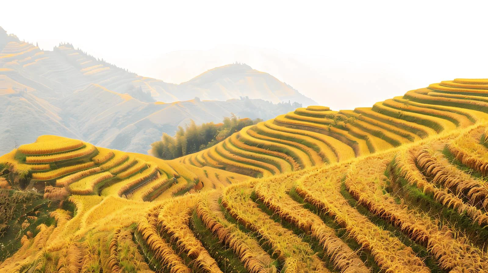 Breathtaking Autumn Rice Harvest Landscape at Longji Terraces — free download from Dotvec