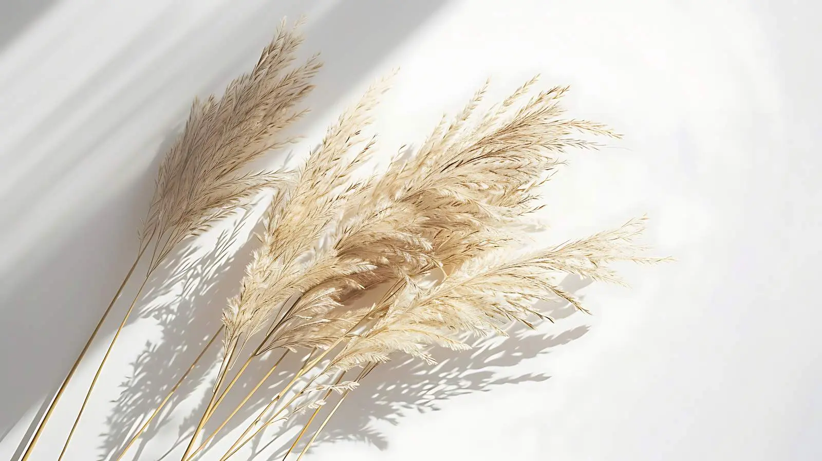 Elegant Beige Dry Grass Bouquet on White Background — free download from Dotvec