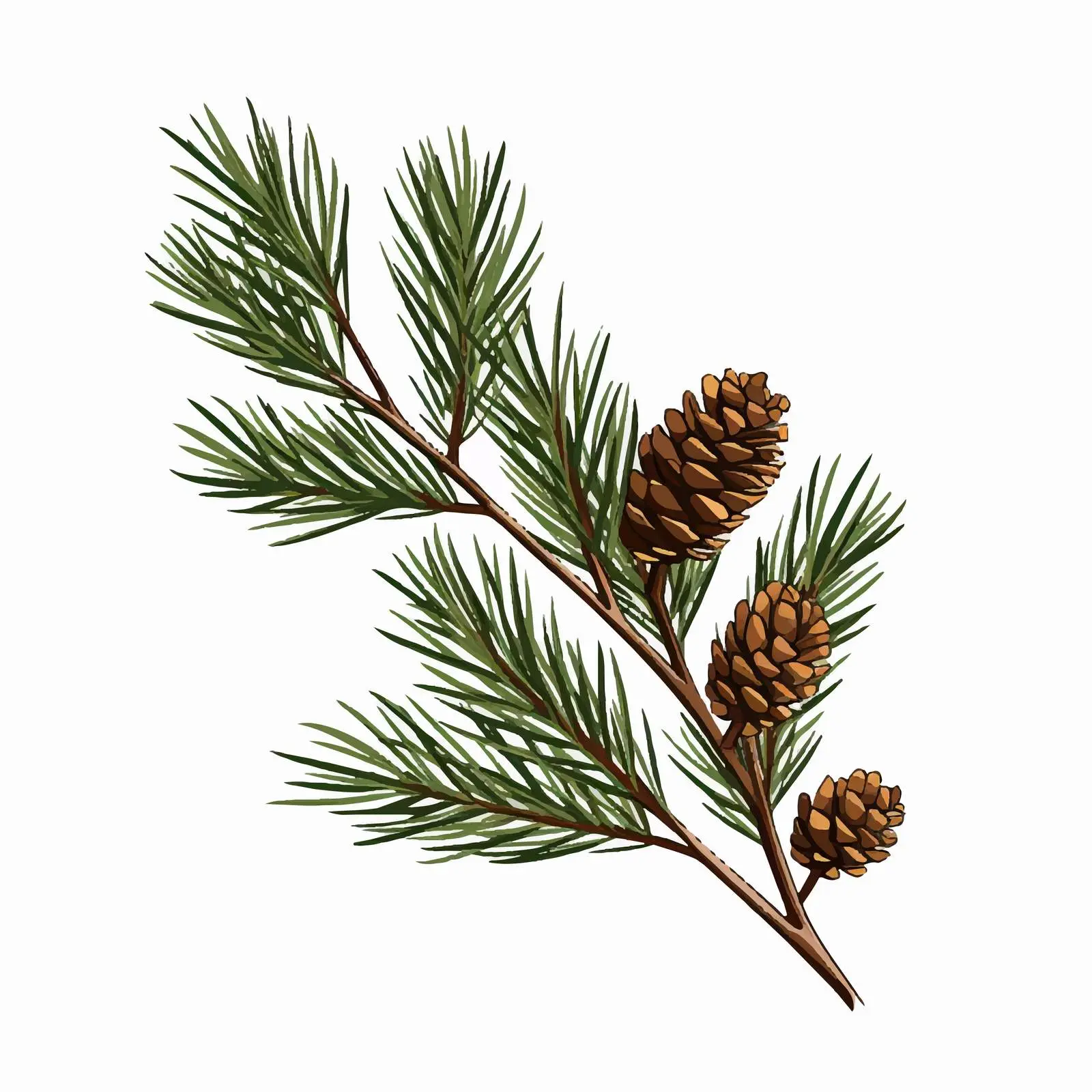 Pine Branch Botanical Vector Illustration — free download from Dotvec