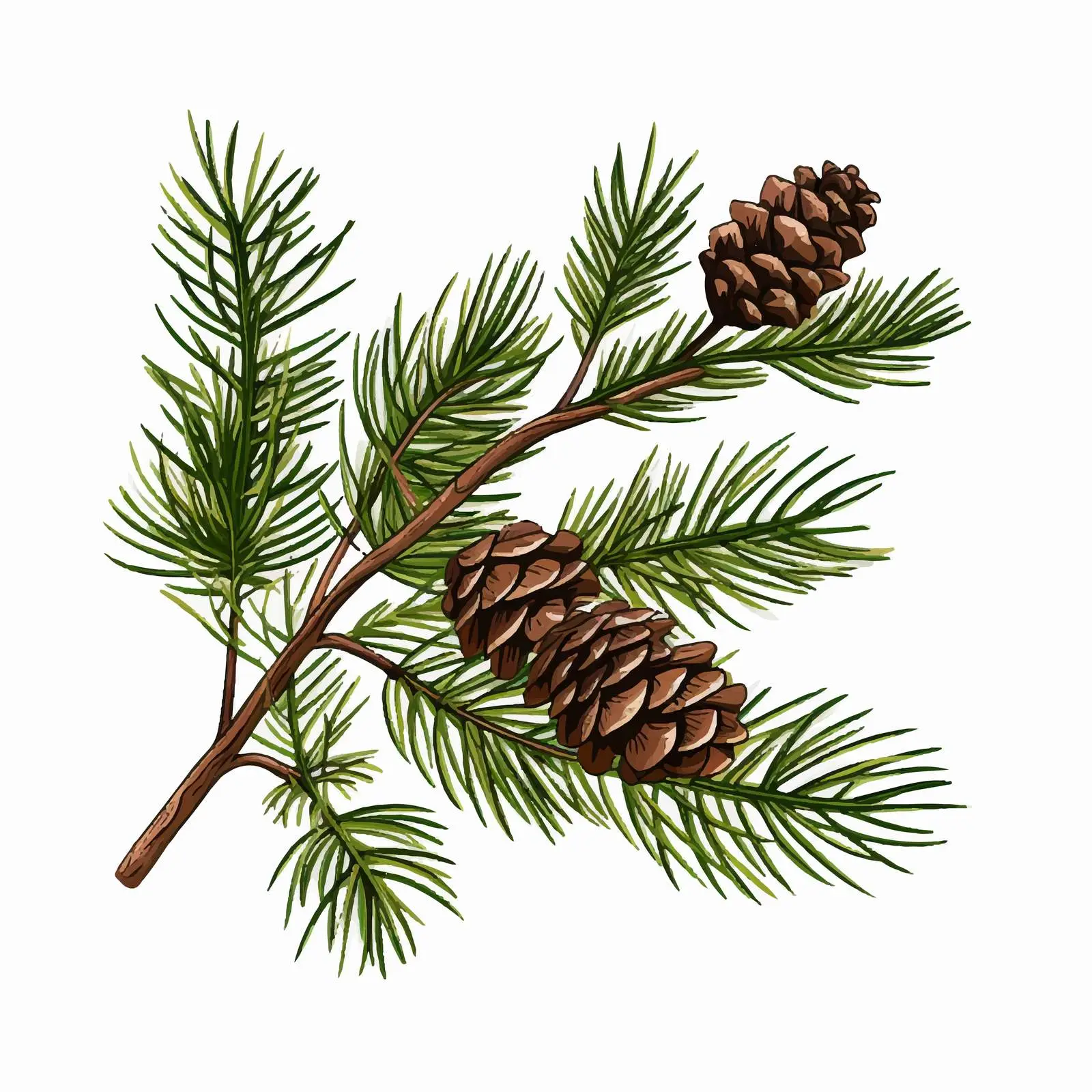 Pine Branch Botanical Drawing Vector Art — free download from Dotvec