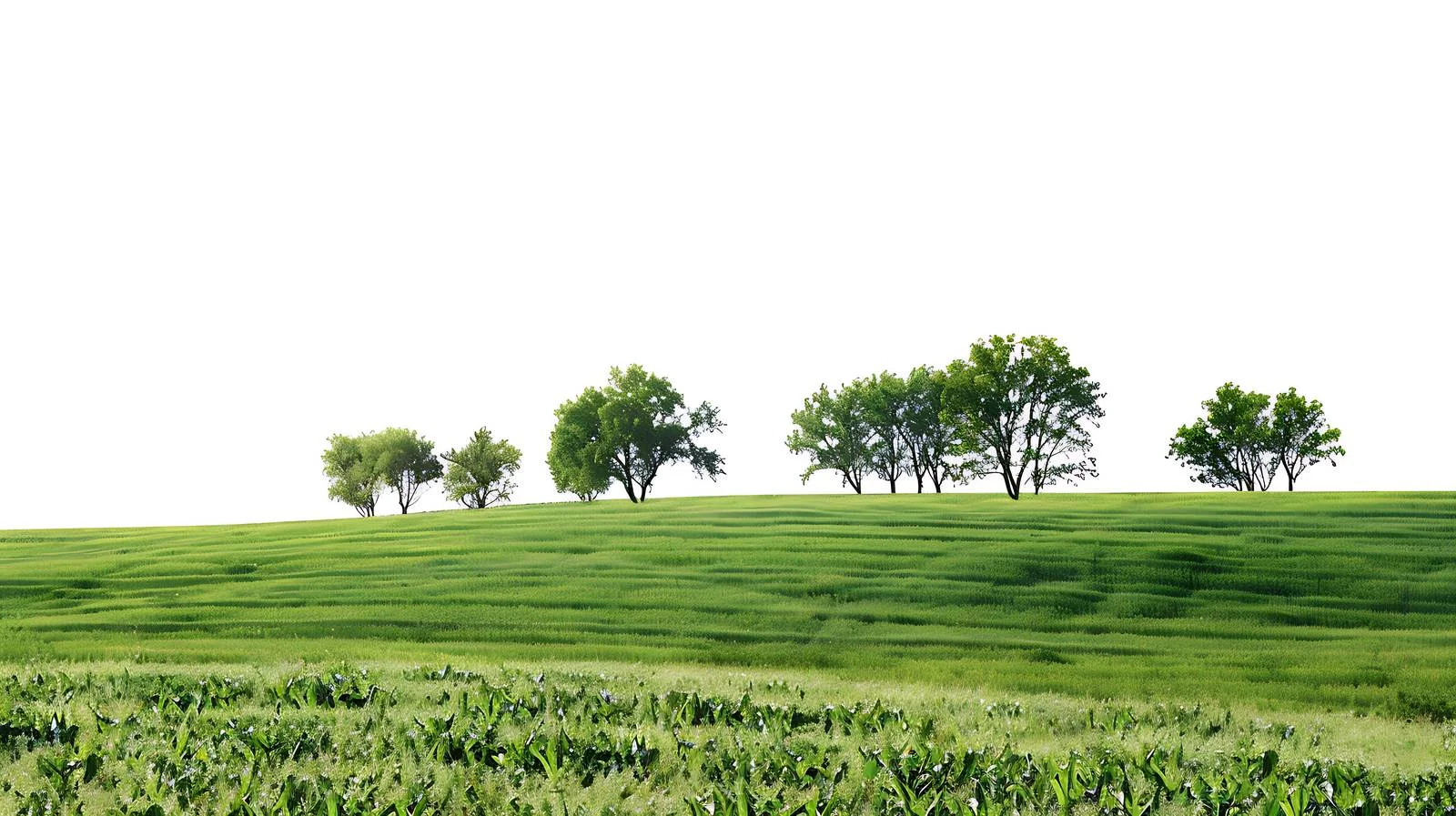 Serene Countryside Scene on White Backdrop — free download from Dotvec