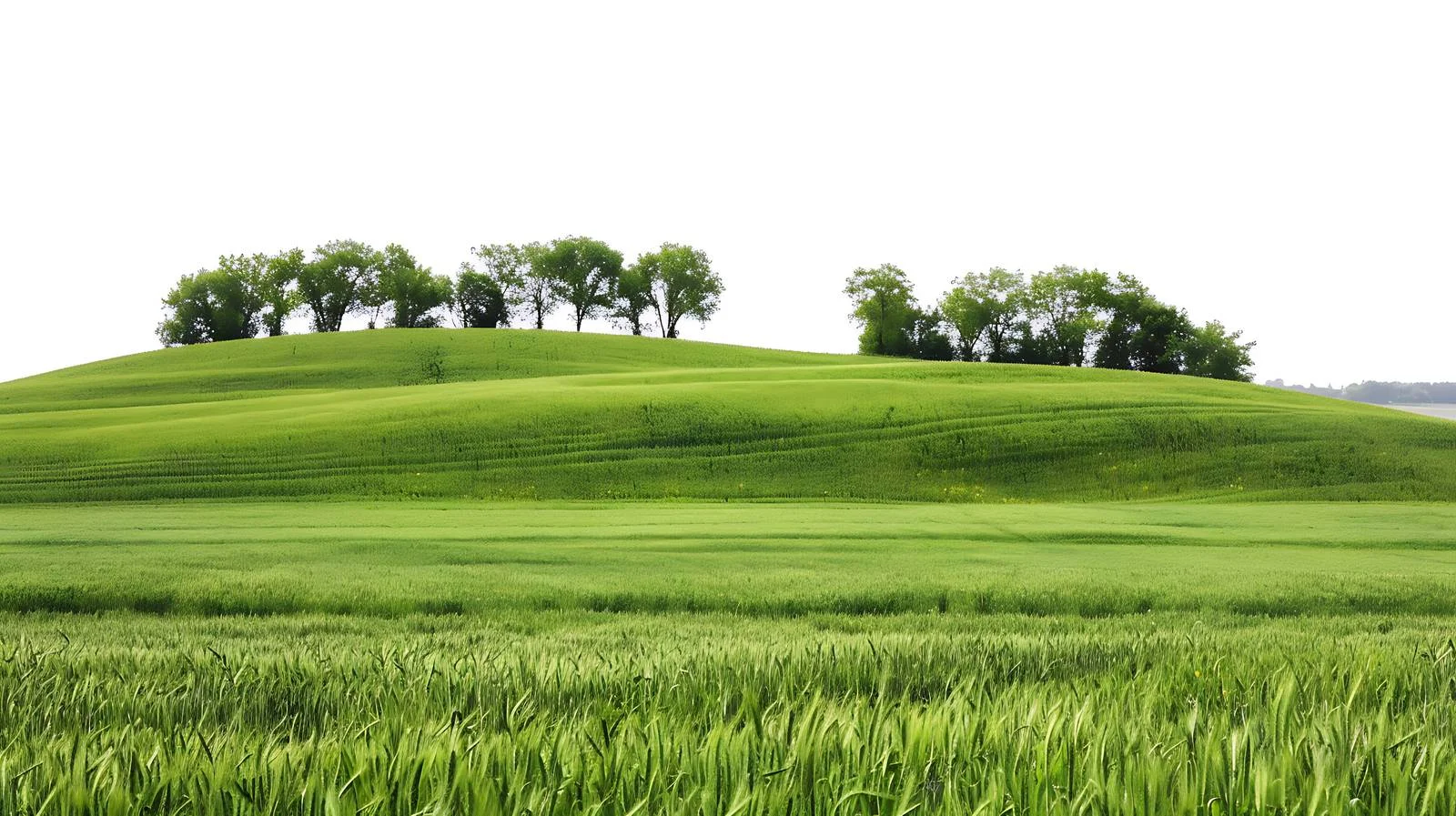 Serene Rural Landscape on White Background — free download from Dotvec