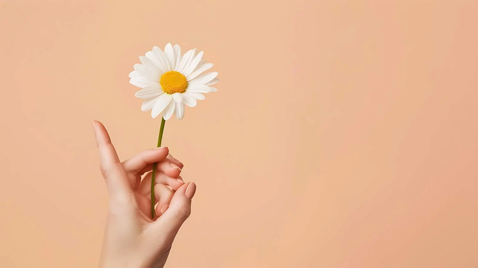 Woman Holding Beautiful Daisy Chamomile Flower — free download from Dotvec