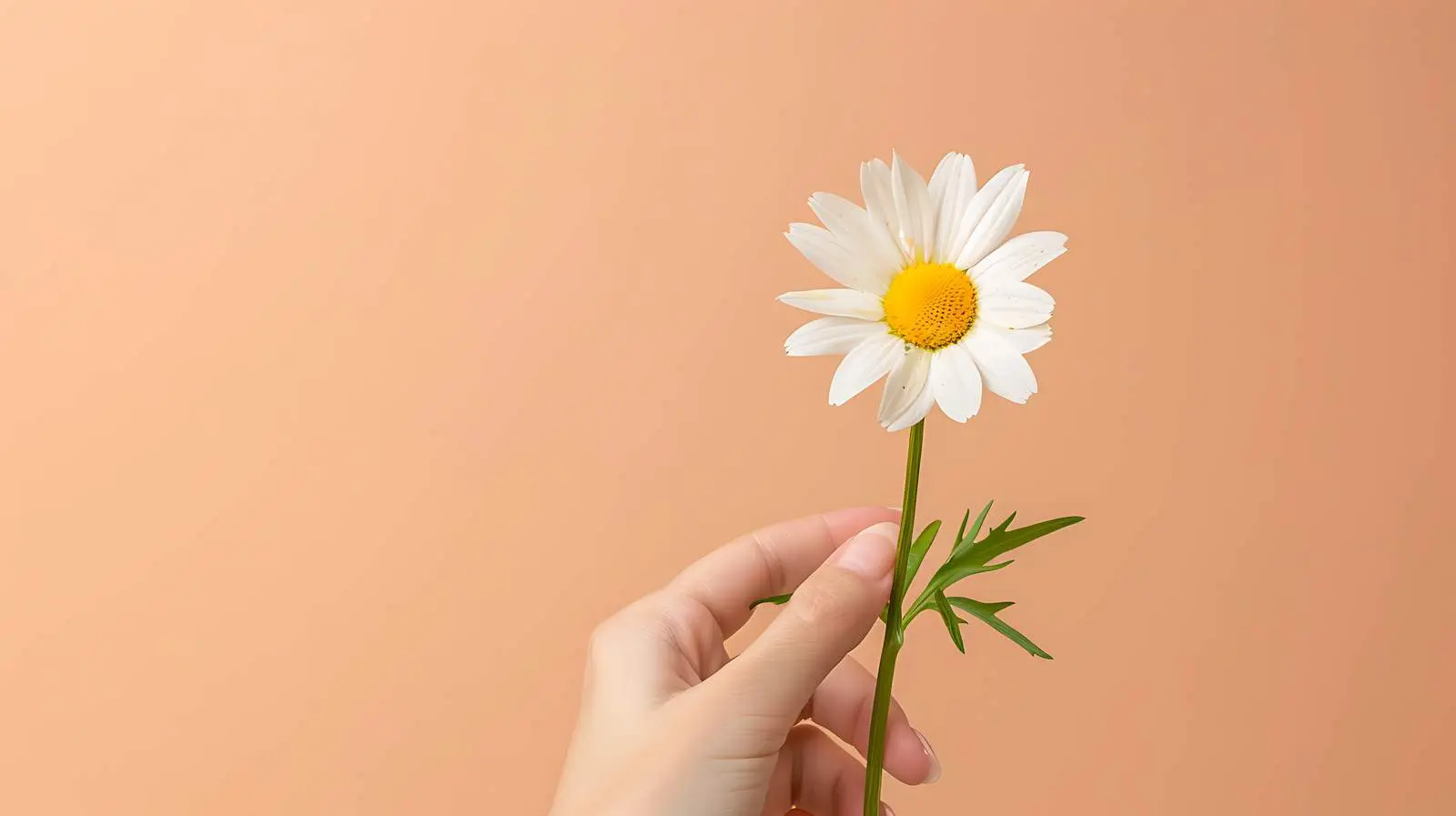 Daisy Chamomile Flower in Woman's Hand — free download from Dotvec