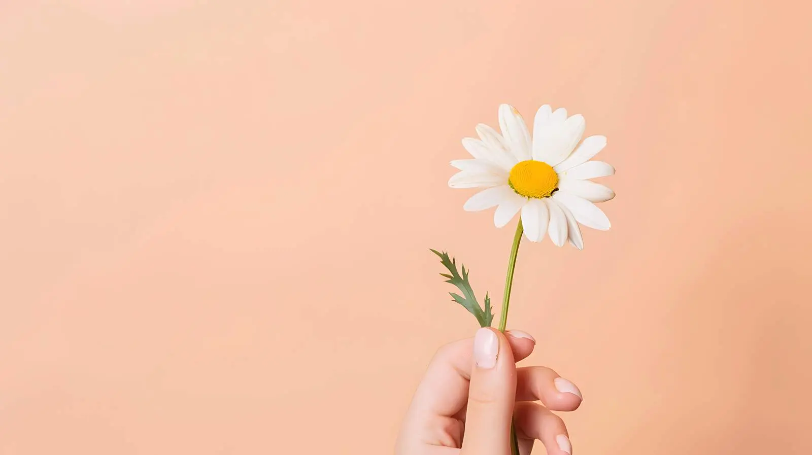 Woman Holding Beautiful Daisy Chamomile Flower — free download from Dotvec