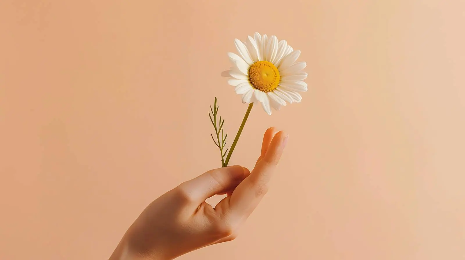 Woman Holding Beautiful Daisy Chamomile Flower — free download from Dotvec