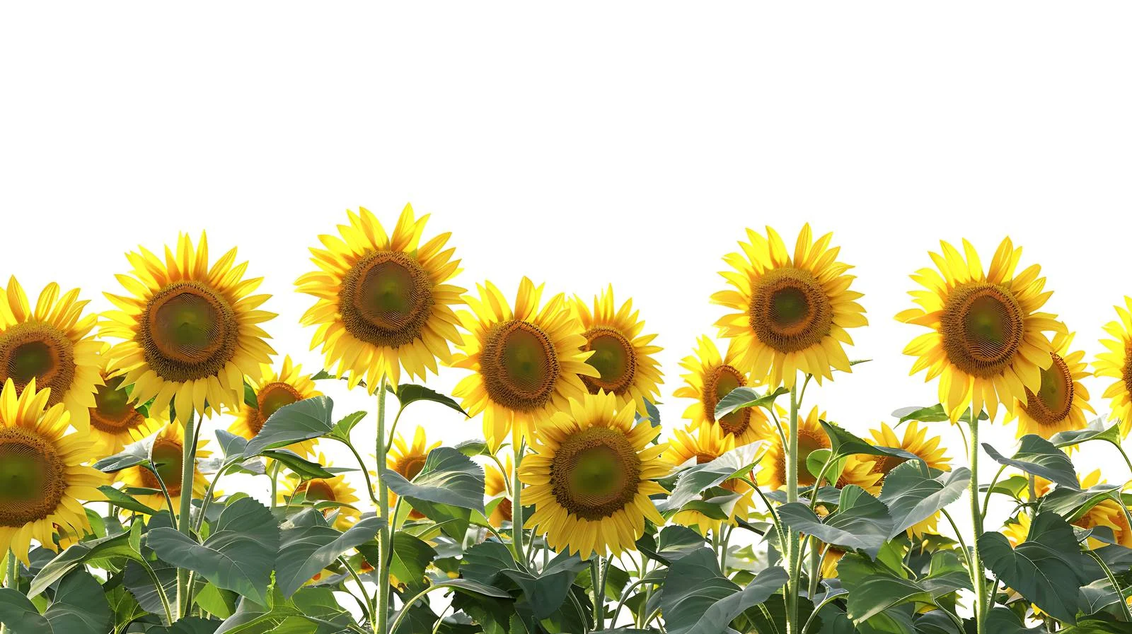 Sunlit Sunflower Field Panoramic Landscape View — free download from Dotvec