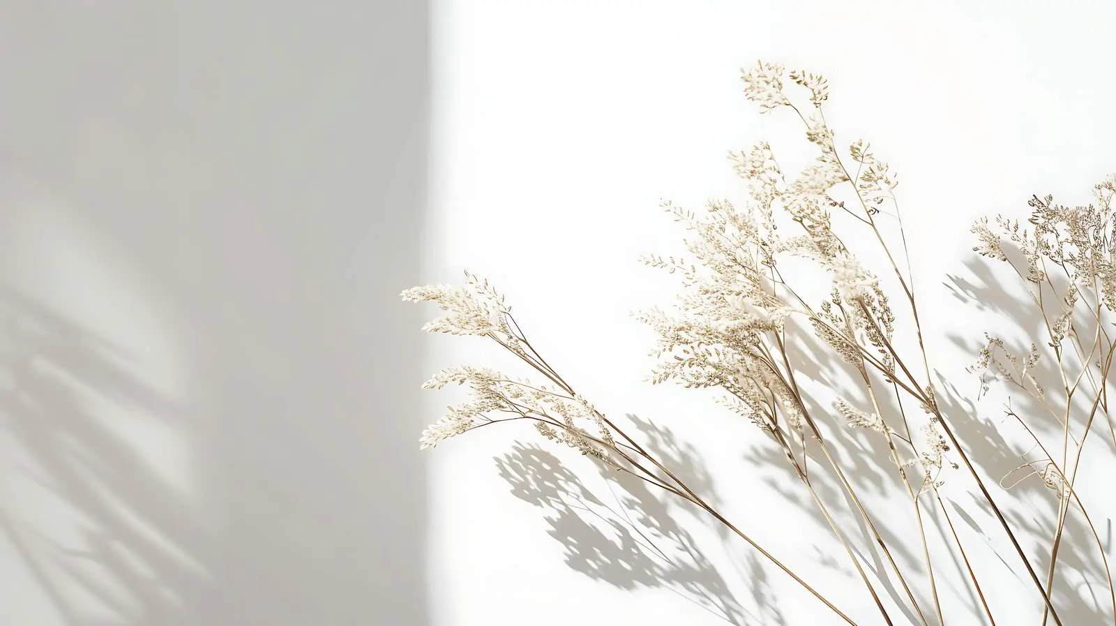 Dried Grass Stems in Blurred Sunlight — free download from Dotvec
