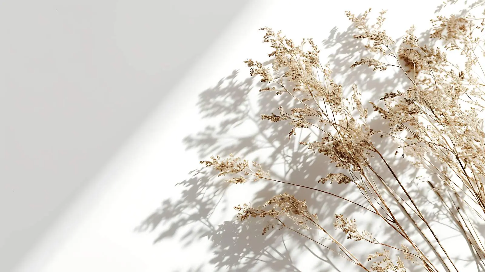 Dried Grass Stems with Sunlight Shadows — free download from Dotvec