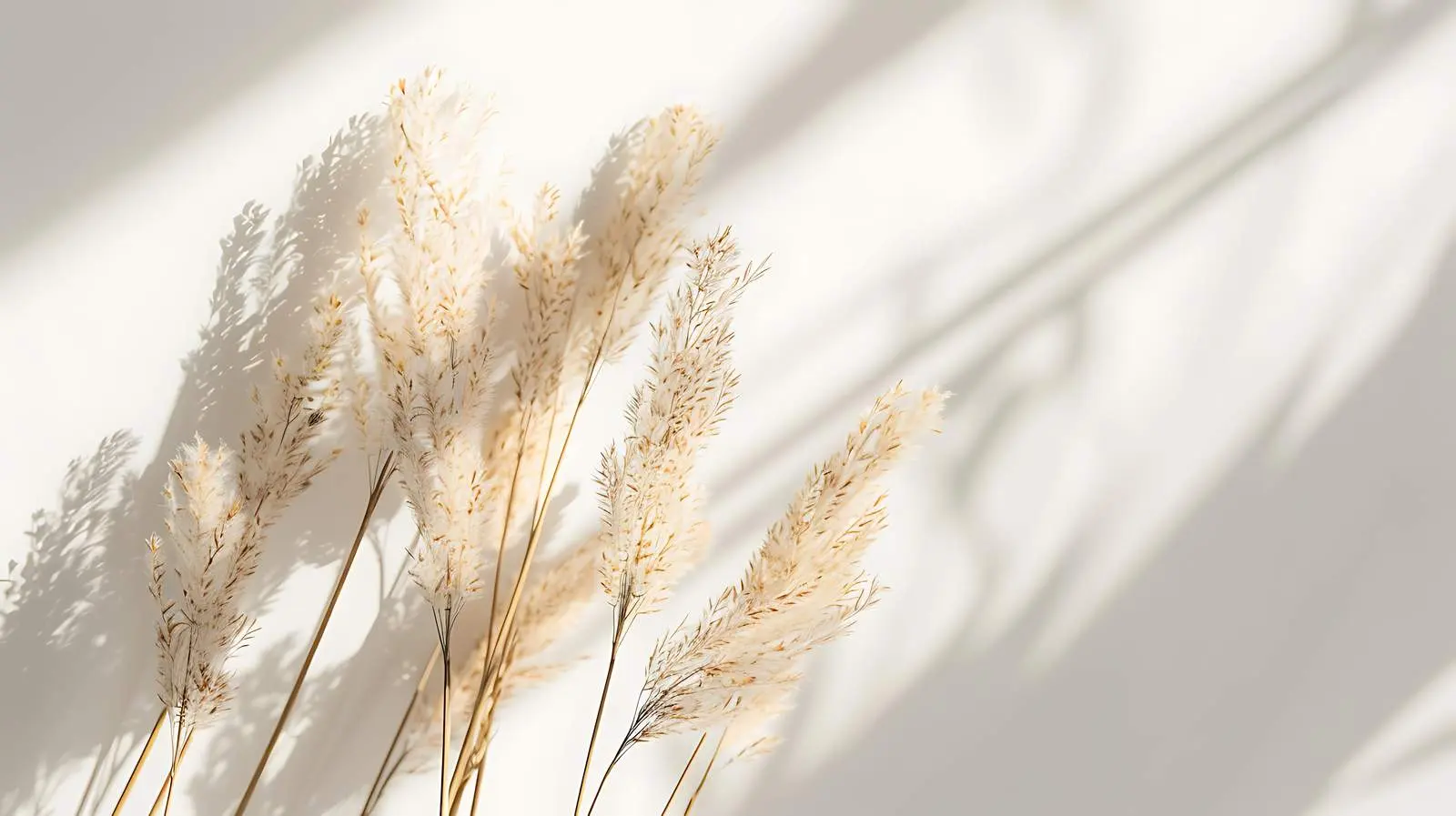 Stunning Dried Rabbit Tail Grass and Wheat — free download from Dotvec