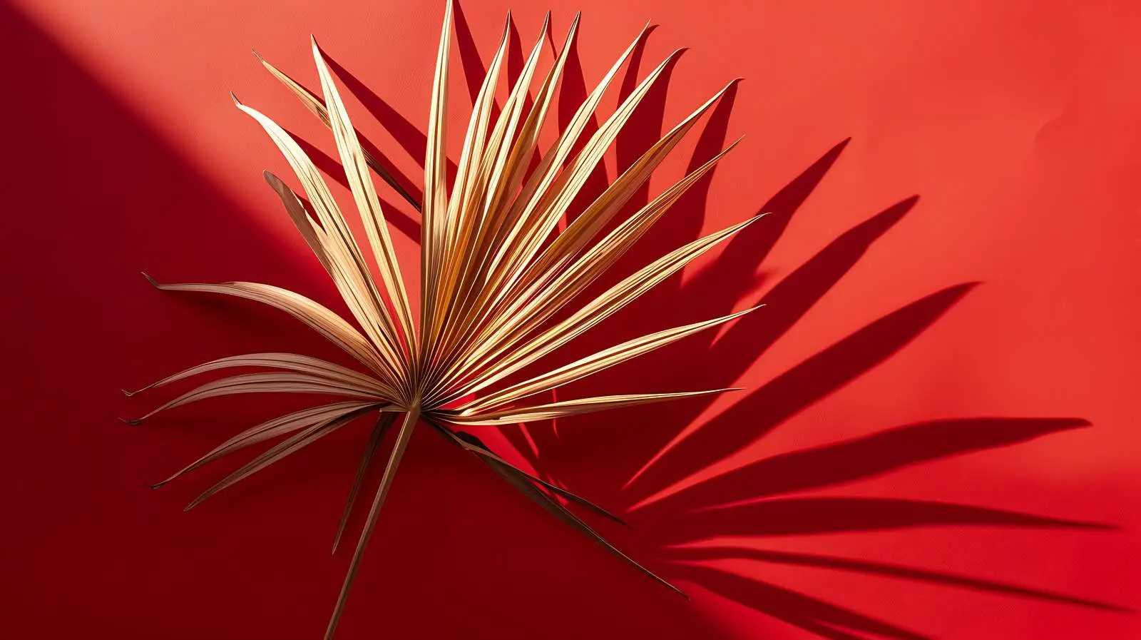 Dried Tropical Palm Leaf on Vibrant Red Background – free kitchen decor image from Dotvec