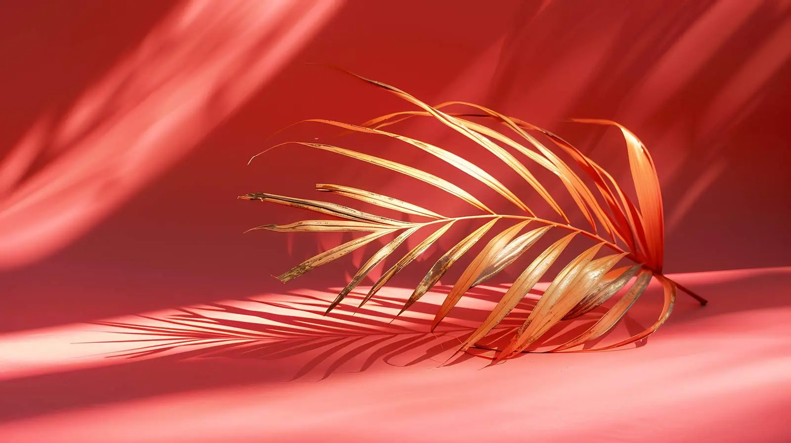 Dried Tropical Palm Leaf on Red Background — free download from Dotvec