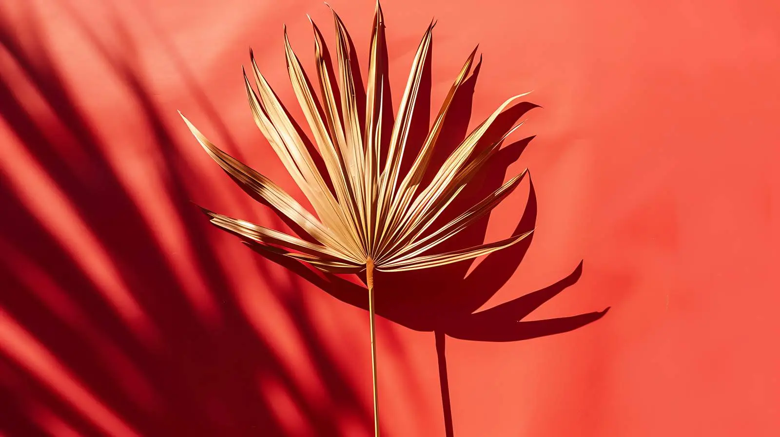 Dried Tropical Palm Leaf on Red Background – free plant lover image from Dotvec