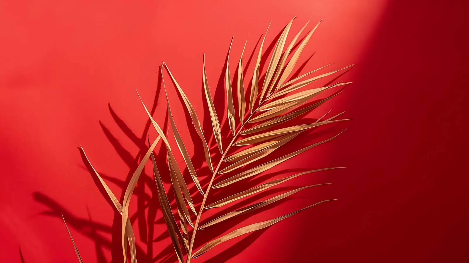 Dried Tropical Palm Leaf on Red Background — free download from Dotvec