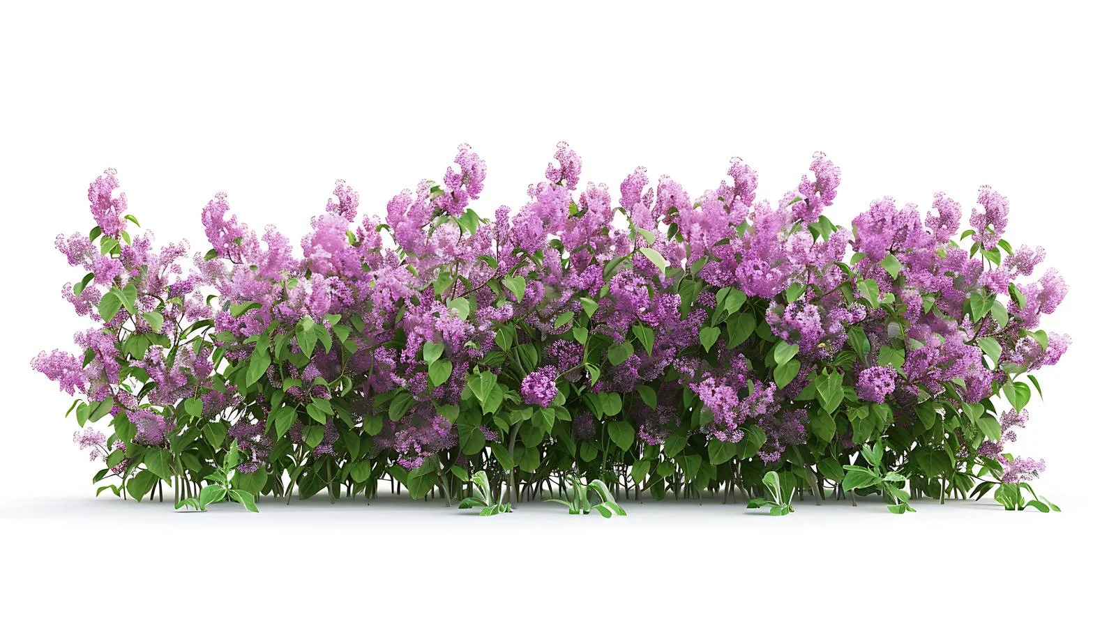 Lilac Bush in Full Blooming Glory — free download from Dotvec