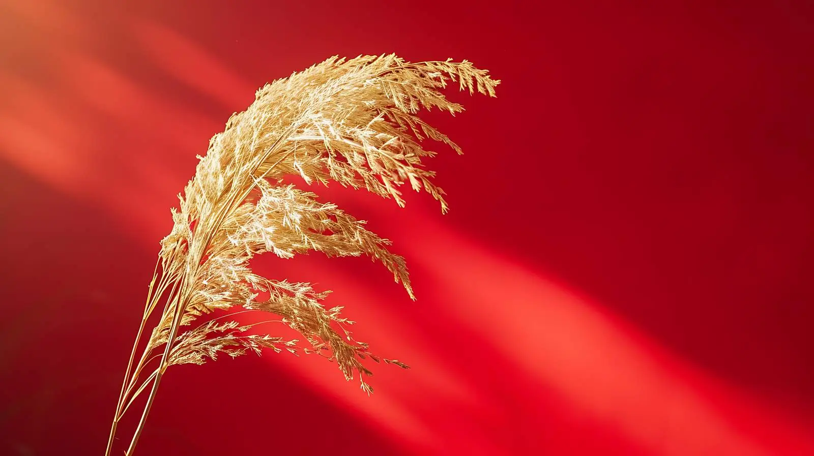 Fluffy Dried Grass on Red Background — free download from Dotvec