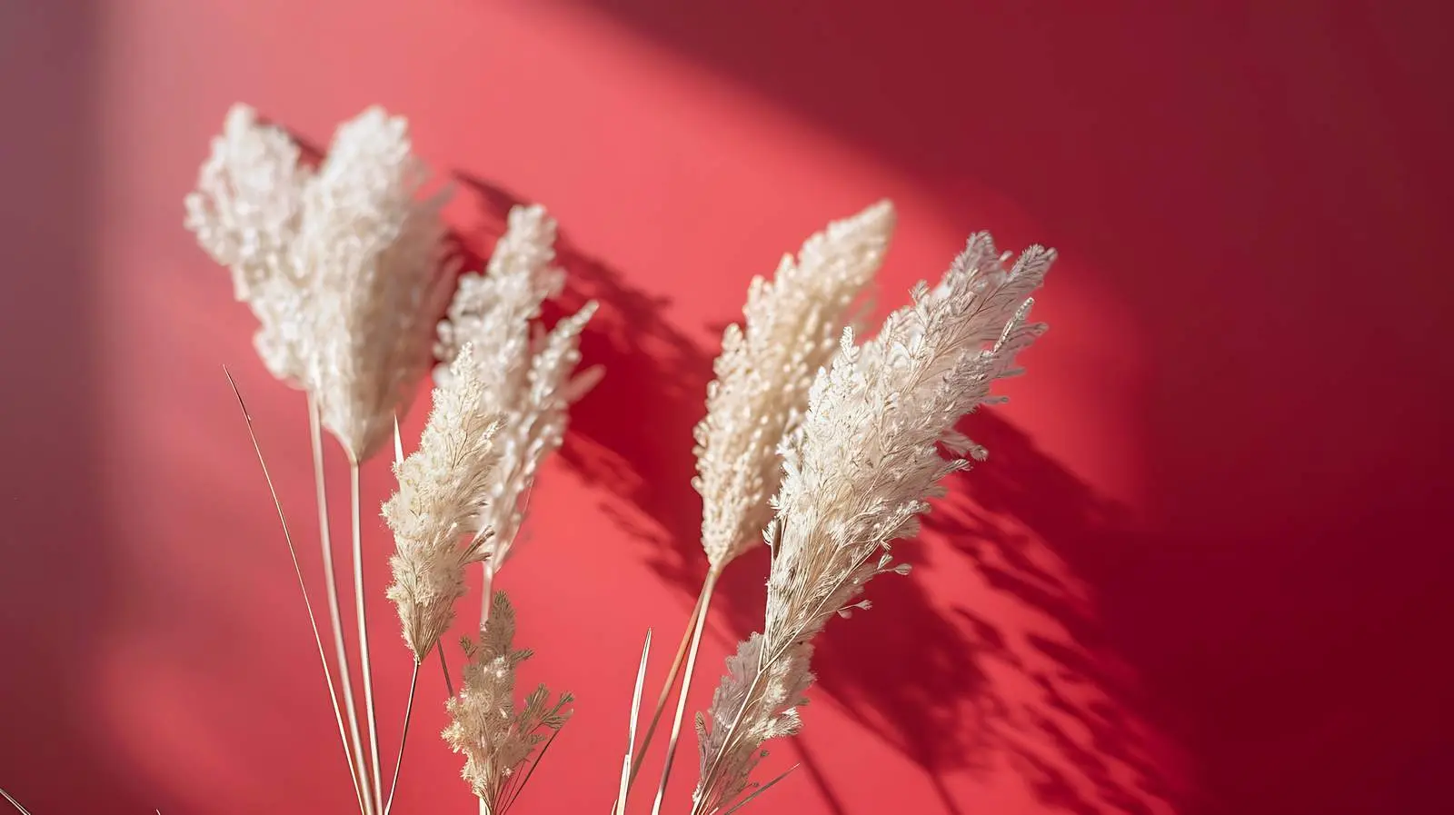 Fluffy Dried Grass on Red Background — free download from Dotvec