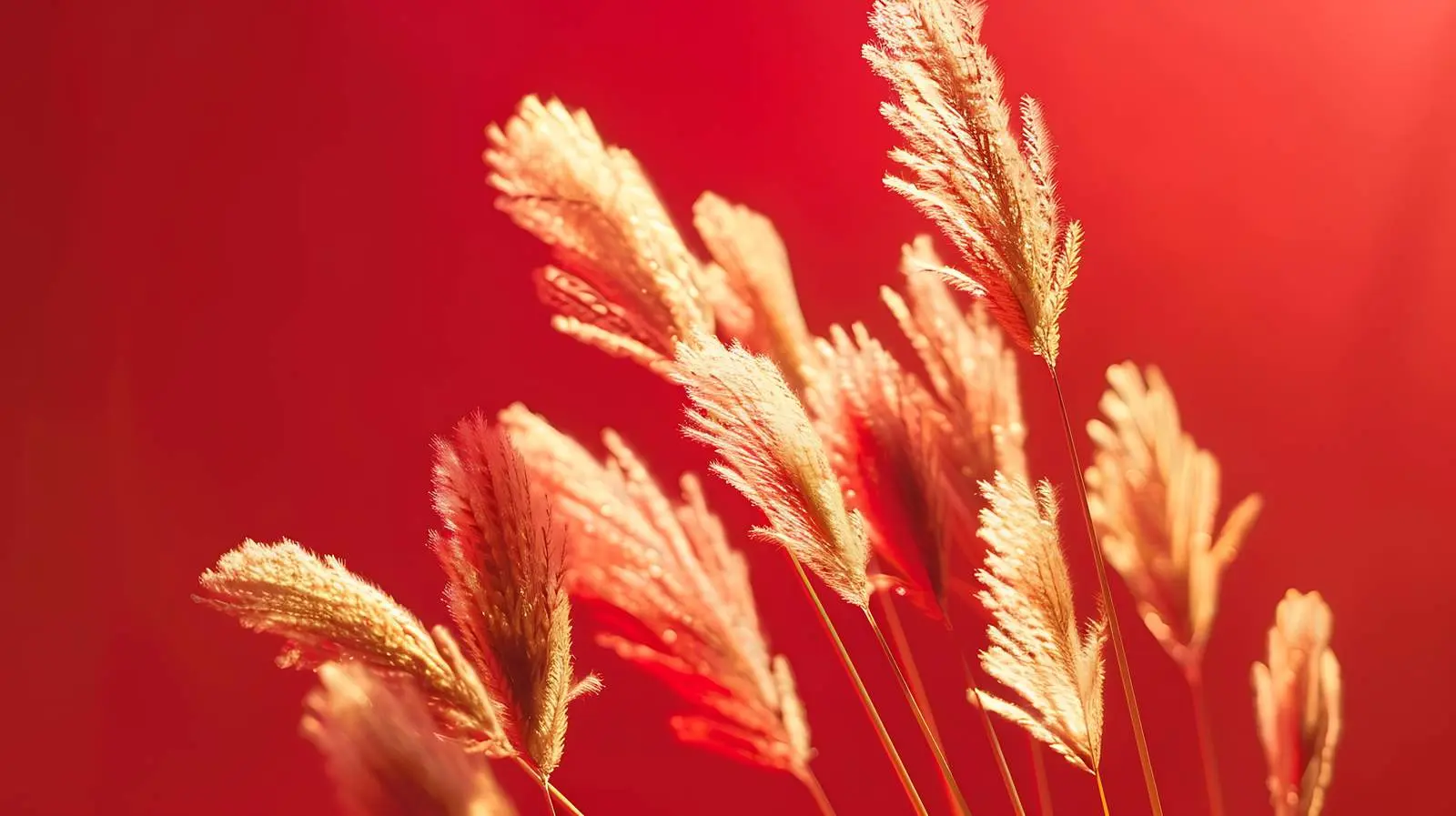 Fluffy Dried Grass on Red Background Image — free download from Dotvec