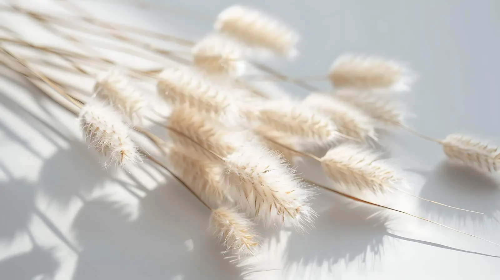 Fluffy Dried Rabbit Tail Grass on Neutral Background – free pastoral scene image from Dotvec