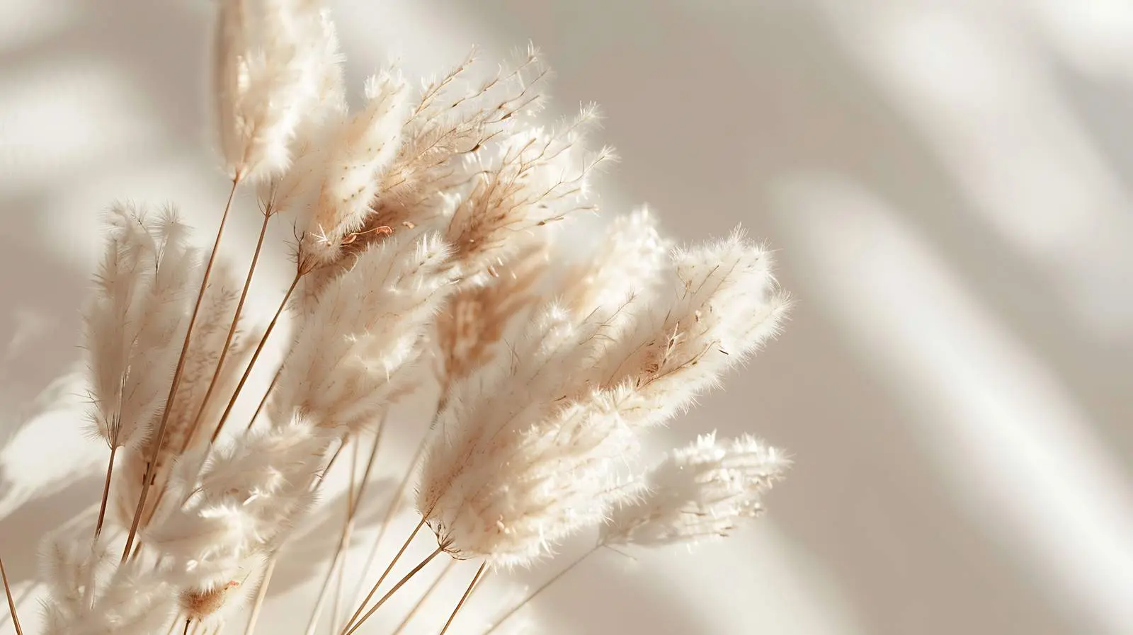Dried Rabbit Tail Grass on Neutral Background — free download from Dotvec