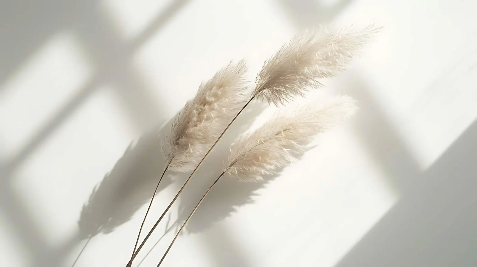 Fluffy Dried Rabbit Tail Grass Photo — free download from Dotvec