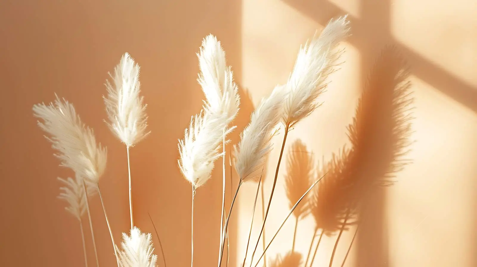 Dried Rabbit Tail Grass on White Background – free settings image from Dotvec