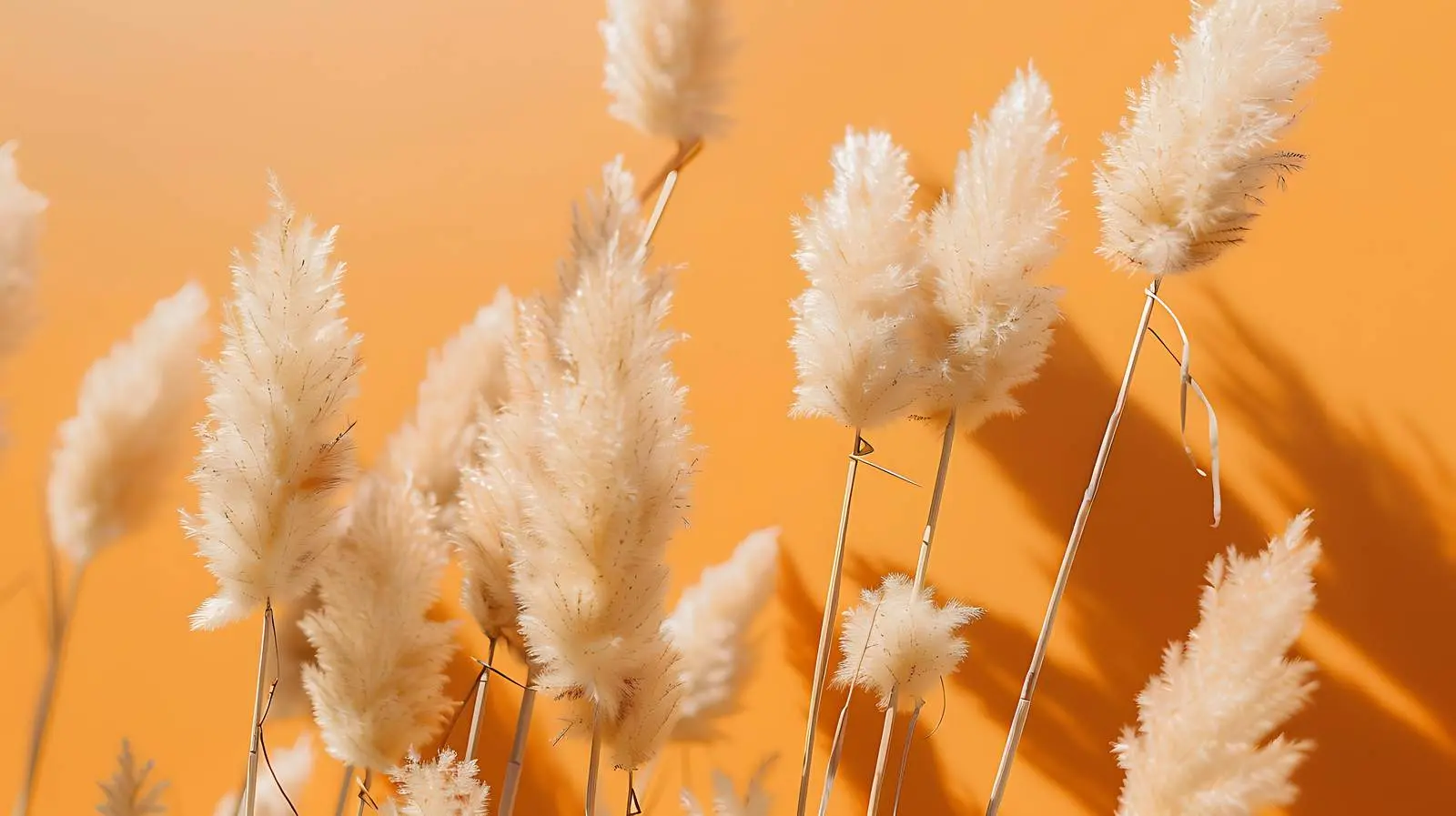 Fluffy Dried Rabbit Tail Grass on White Background — free download from Dotvec
