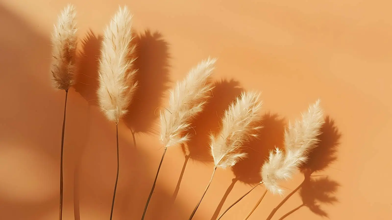 Dried Rabbit Tail Grass on White Background — free download from Dotvec