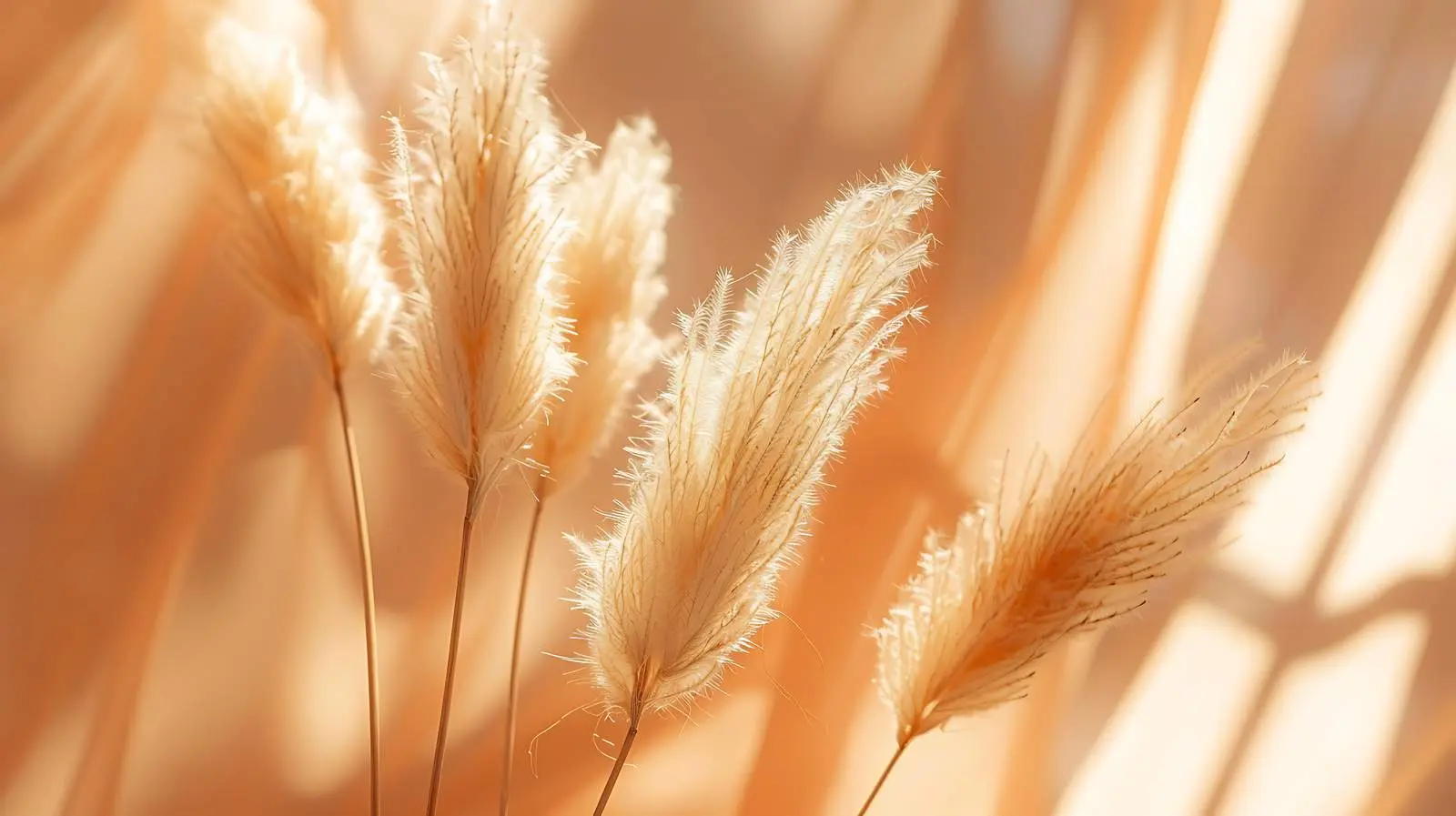 Fluffy Dried Rabbit Tail Grass on White Background – free boho decor image from Dotvec