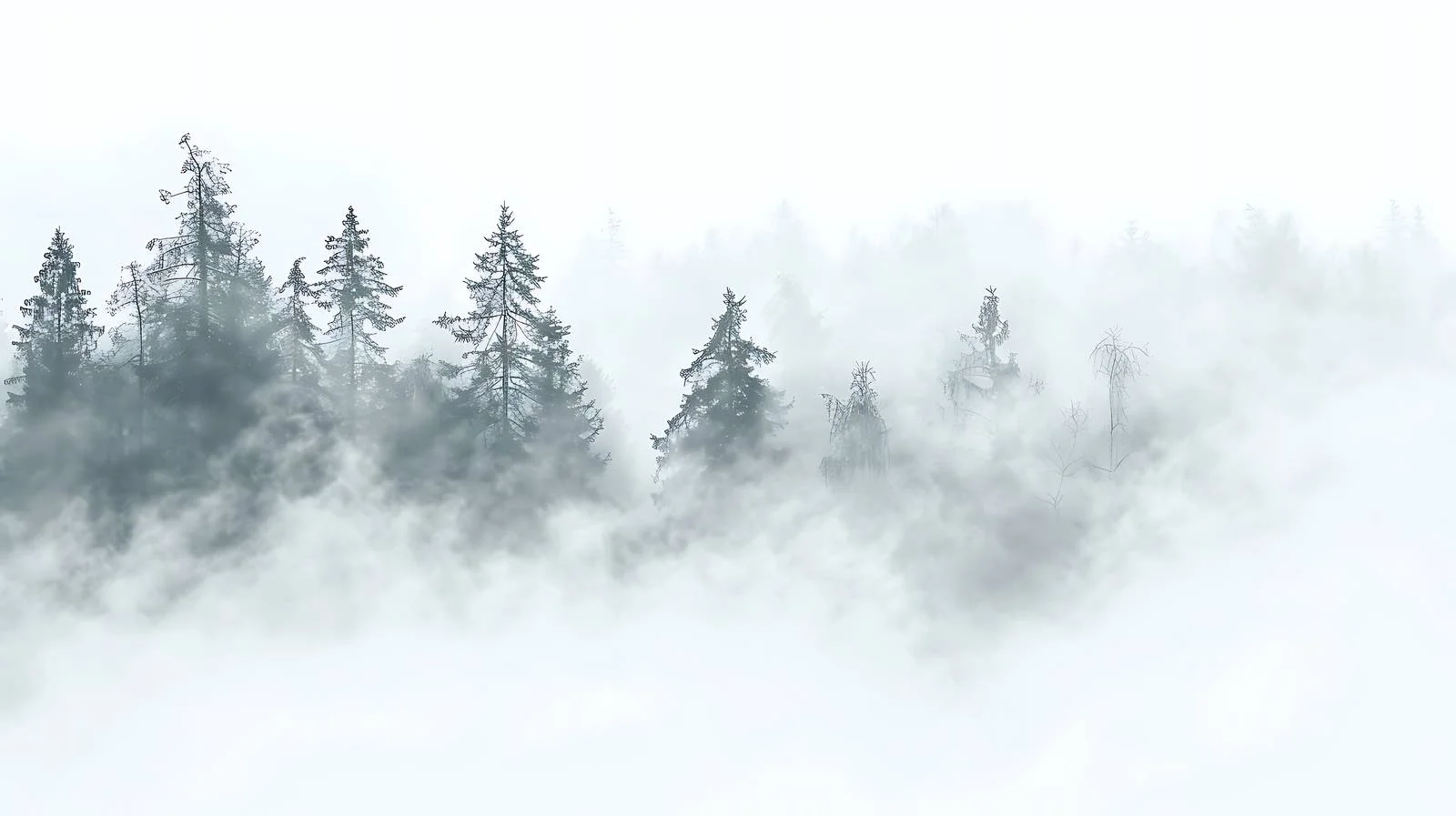 Serene misty dawn in secluded woodland — free download from Dotvec