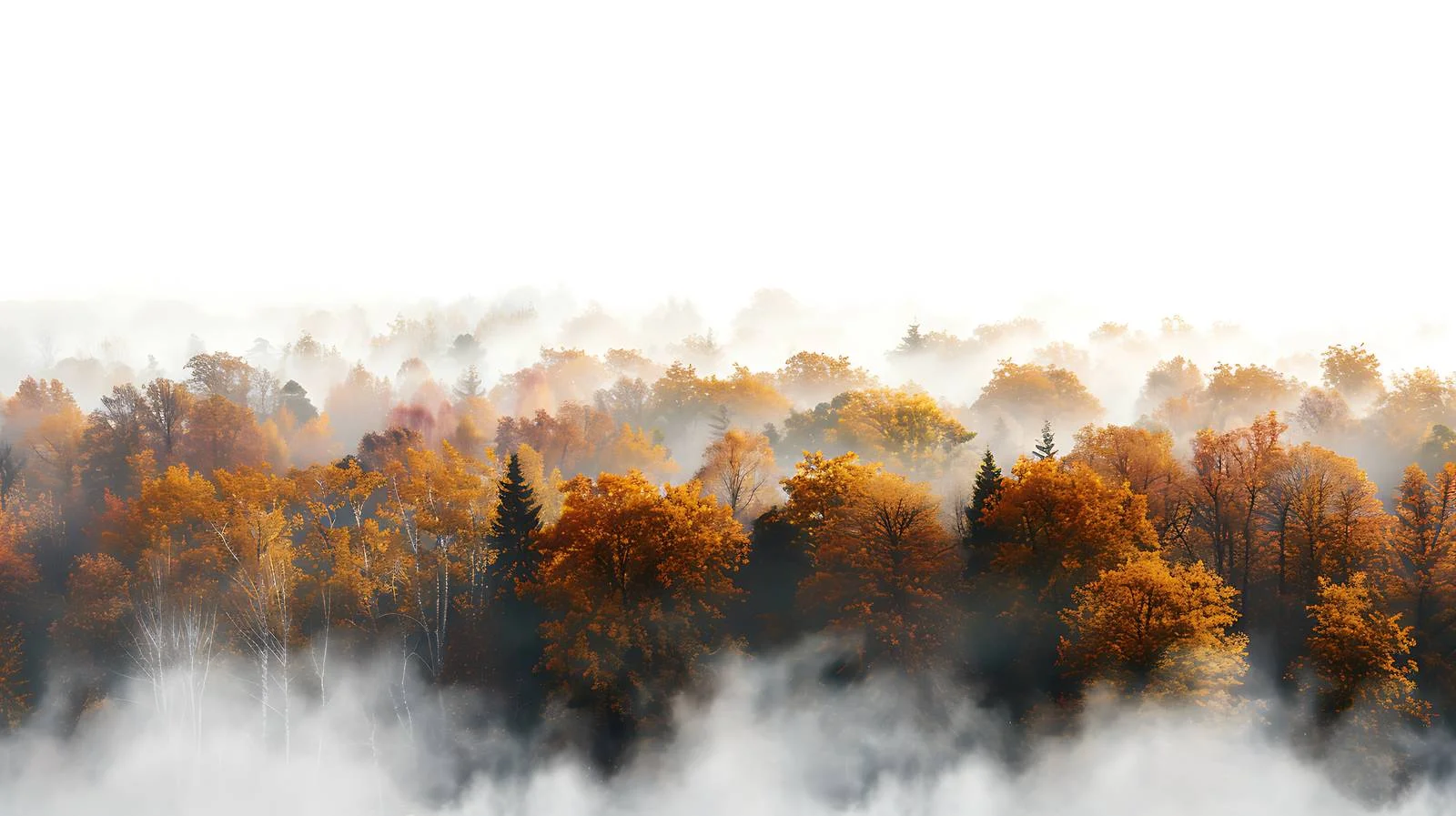 Misty Autumn Morning Among Isolated Trees — free download from Dotvec