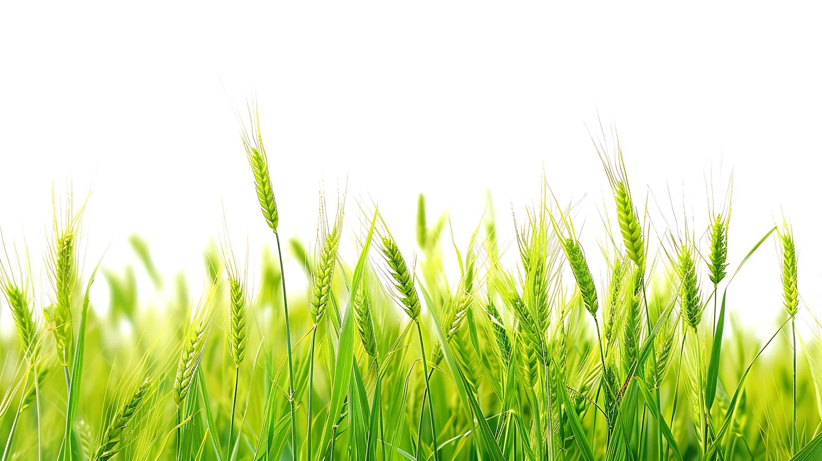 Serene Wheat Field on White Background — free download from Dotvec