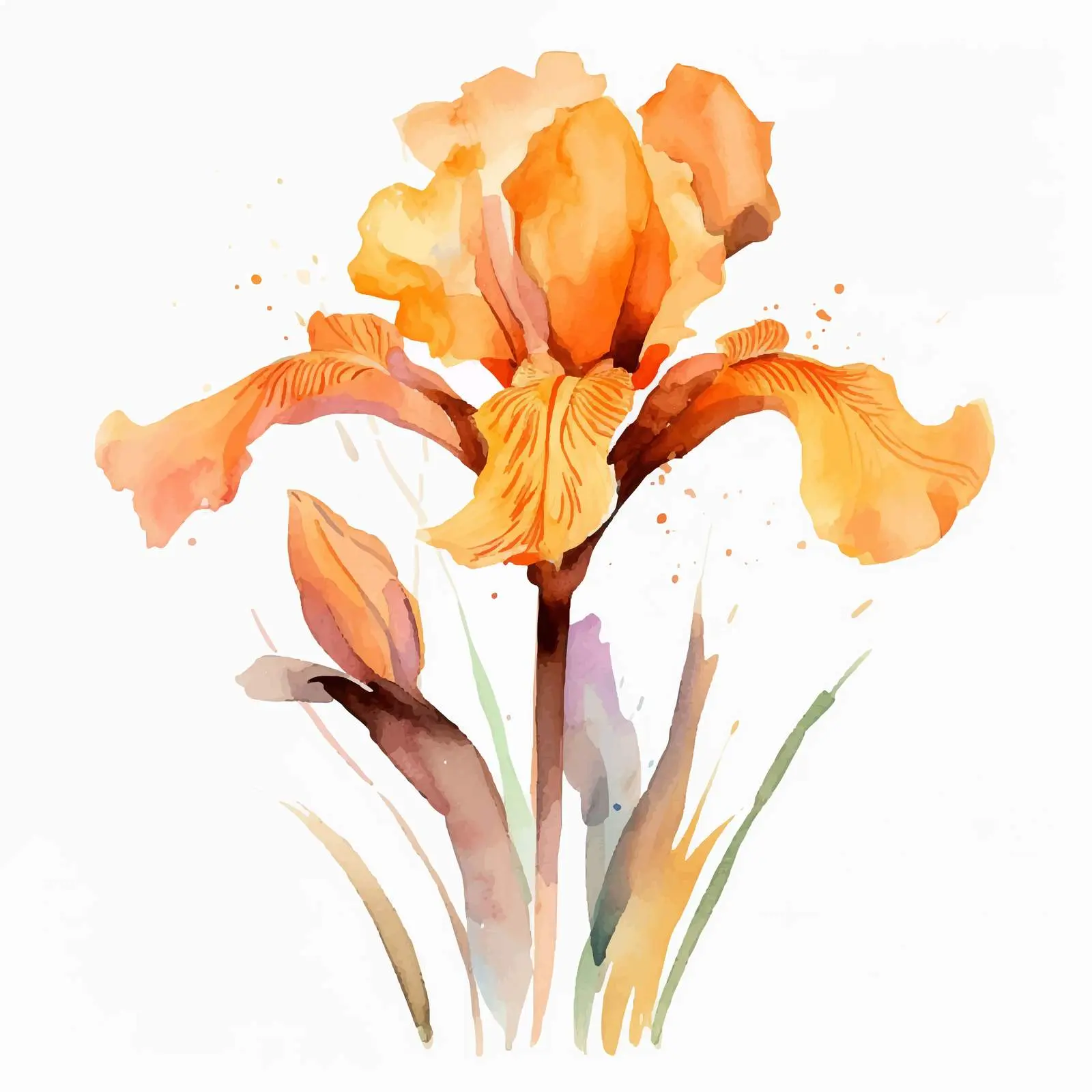 Orange Iris Watercolor Flower Vector Art — free download from Dotvec