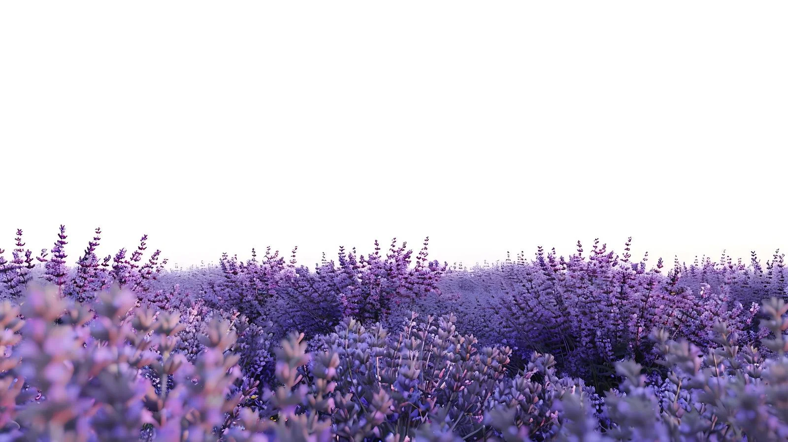 Serene Lavender Field Sunset Landscape View — free download from Dotvec