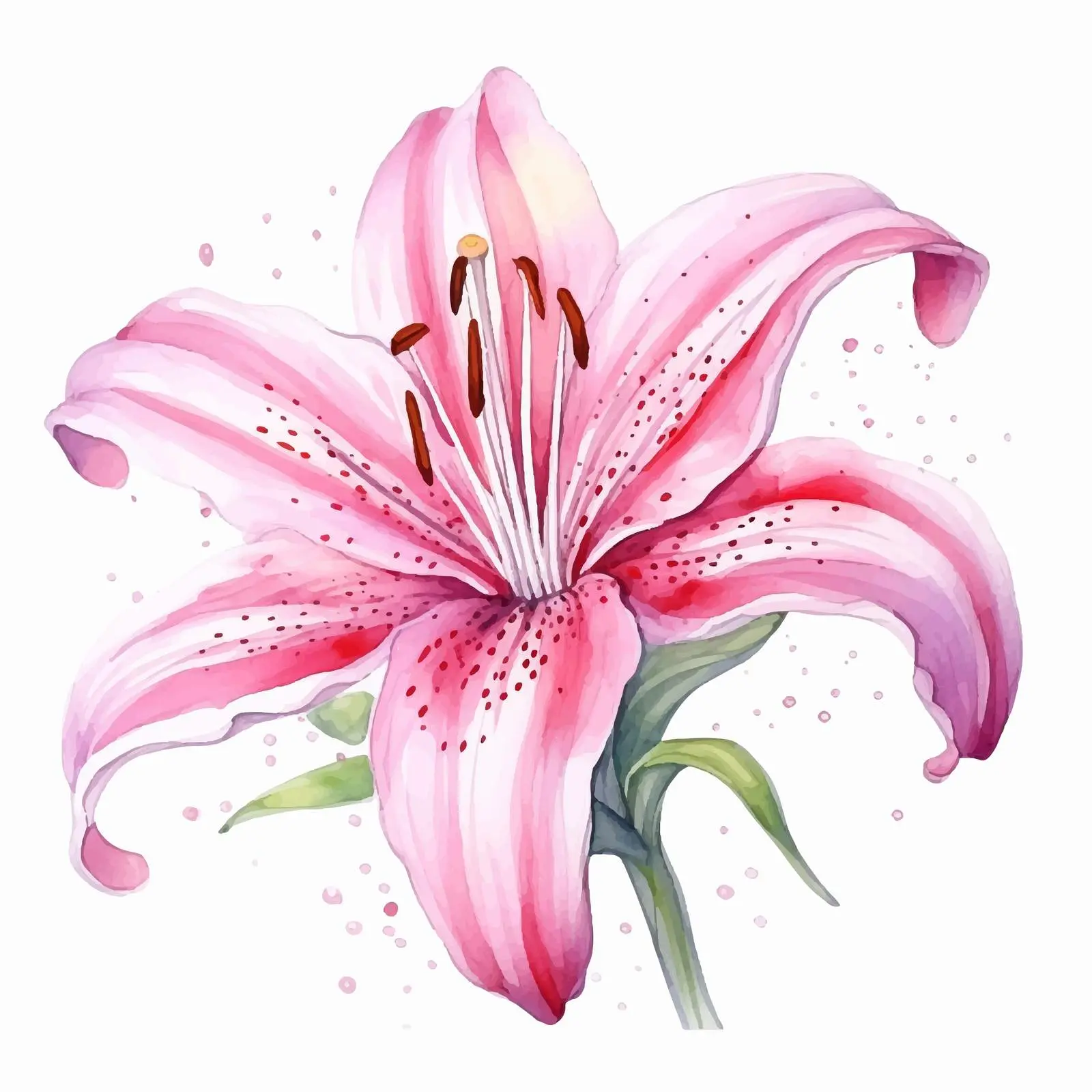 Pink Watercolor Lily Floral Vector Design – free splashes image from Dotvec