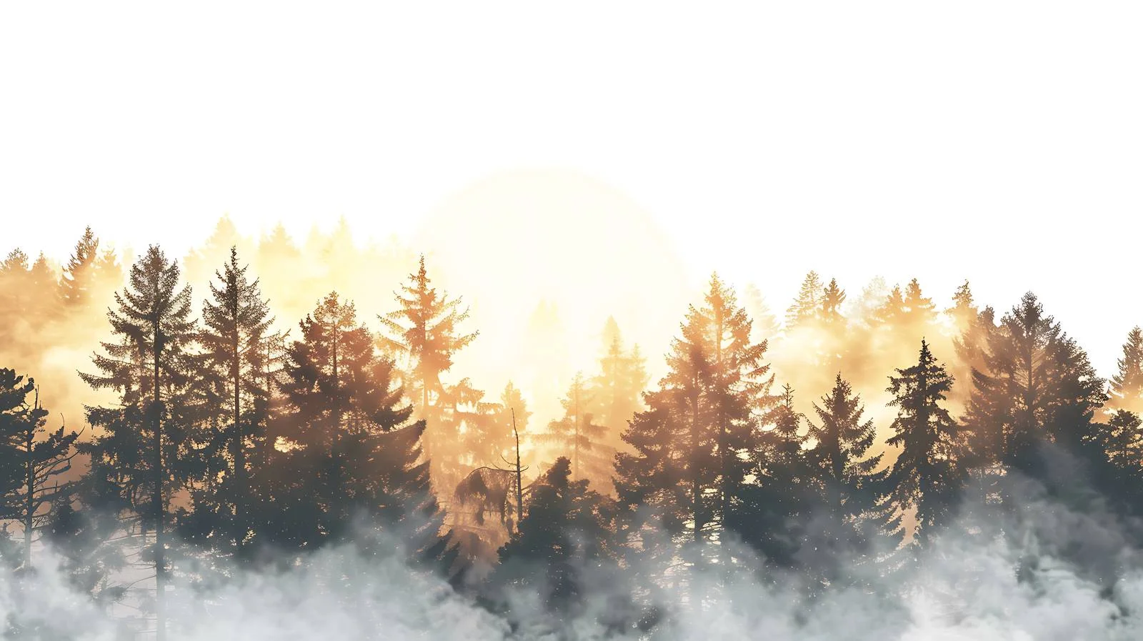 Serene Morning Light on Forest Clearing — free download from Dotvec