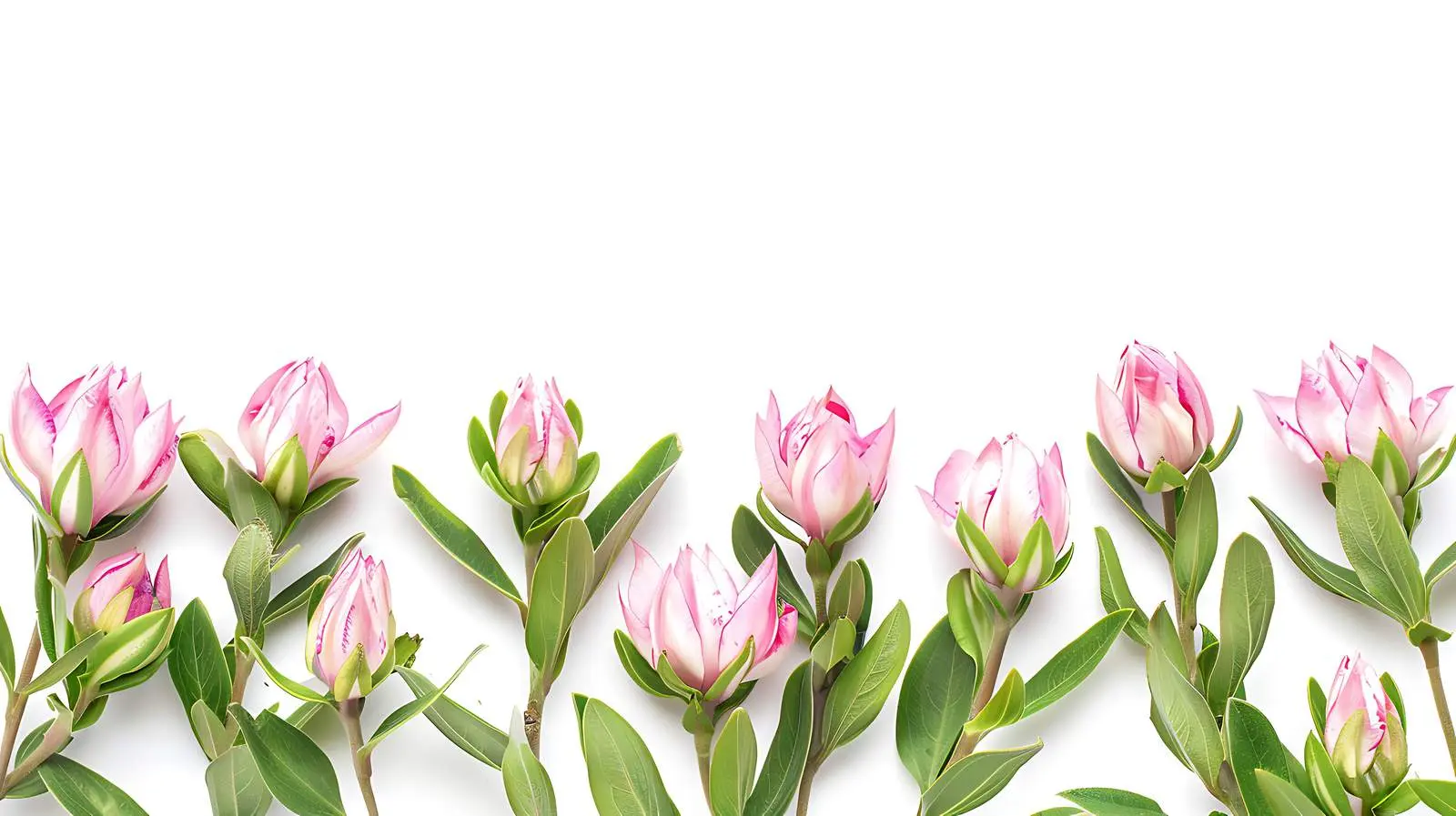 Beautiful Pink Flower Buds Against Green Background — free download from Dotvec