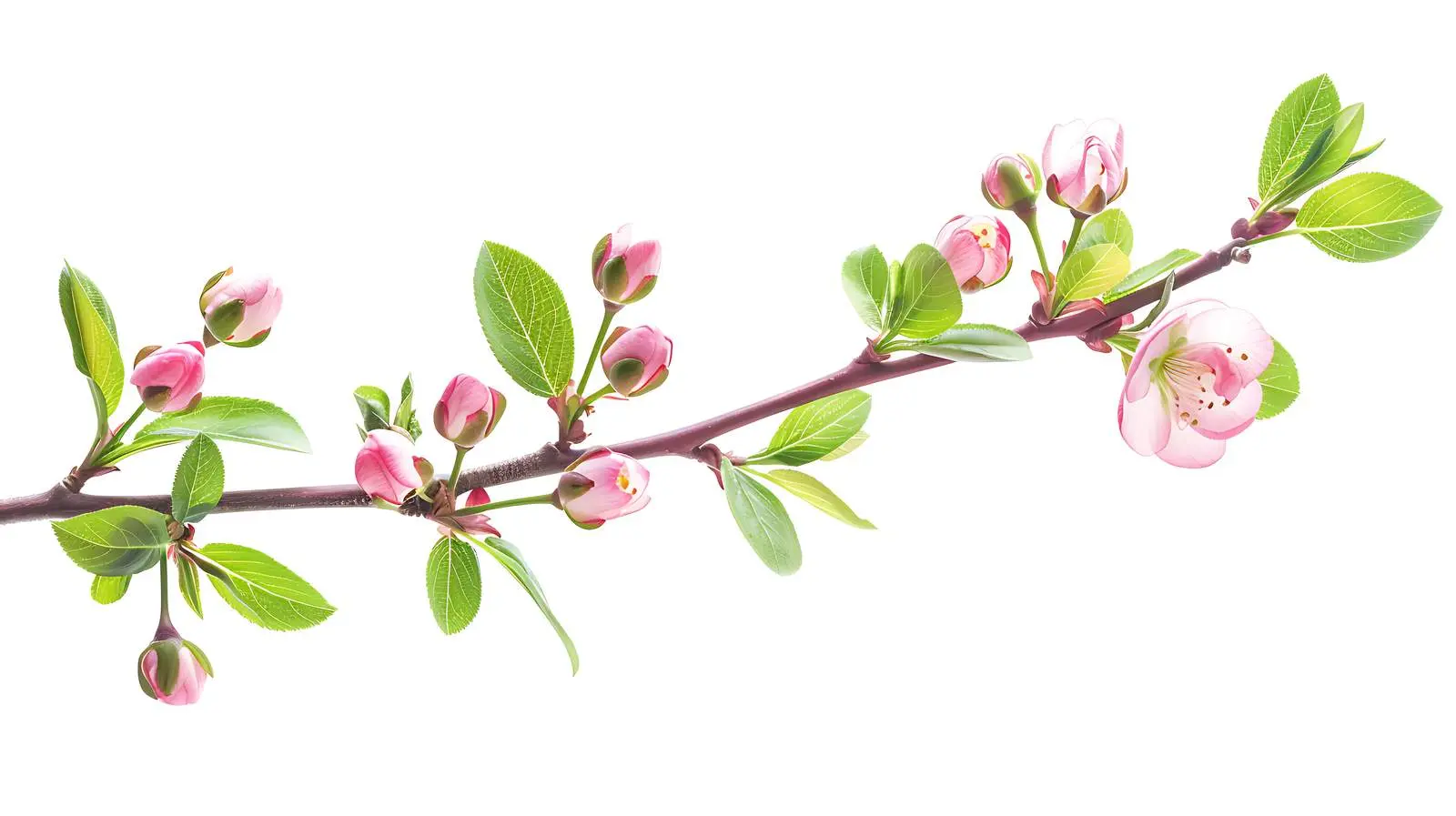 Pink Flower Buds and Green Leaves on Tree – free soft petals image from Dotvec