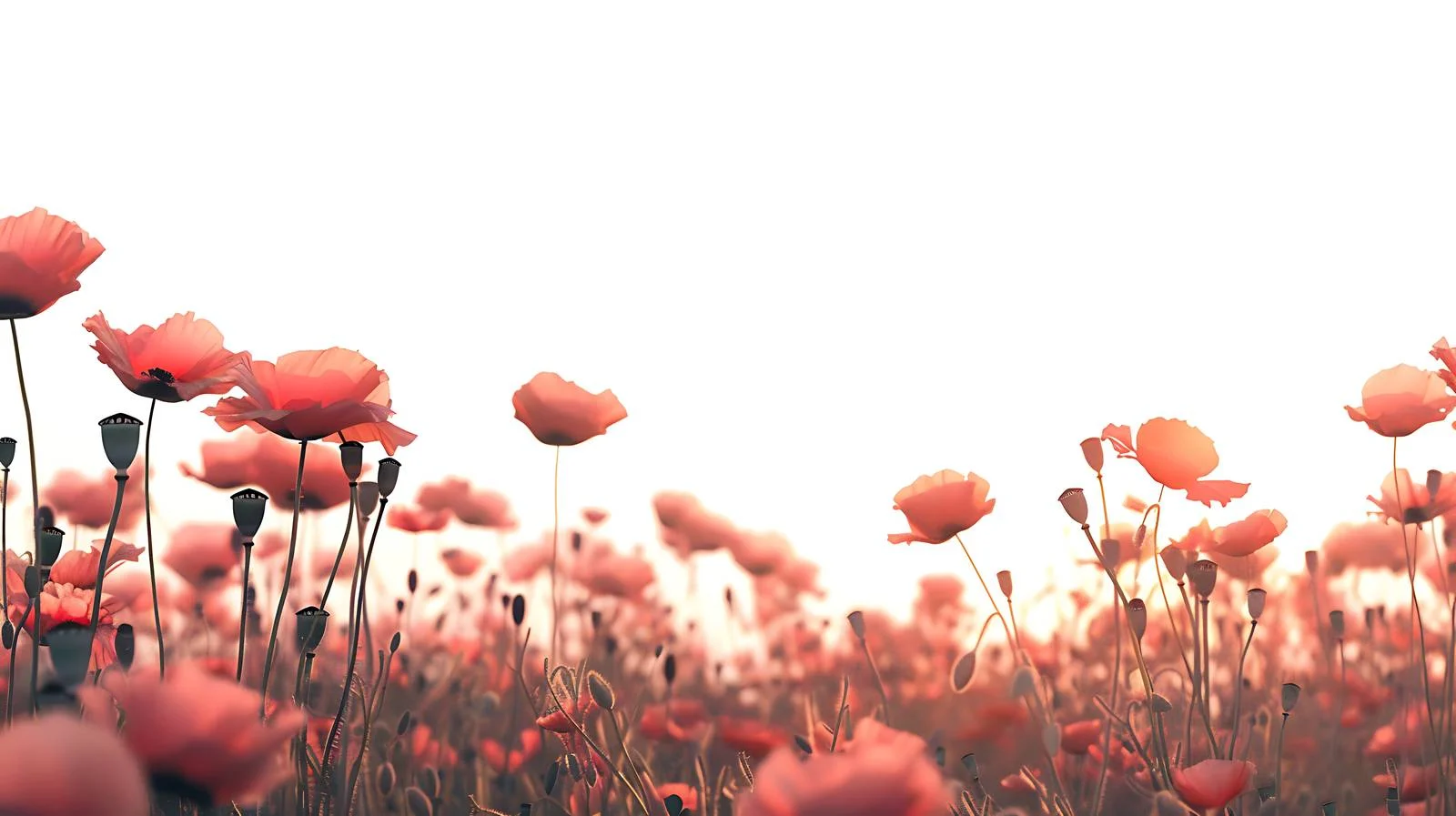 Vibrant sunset over solitary white poppy — free download from Dotvec