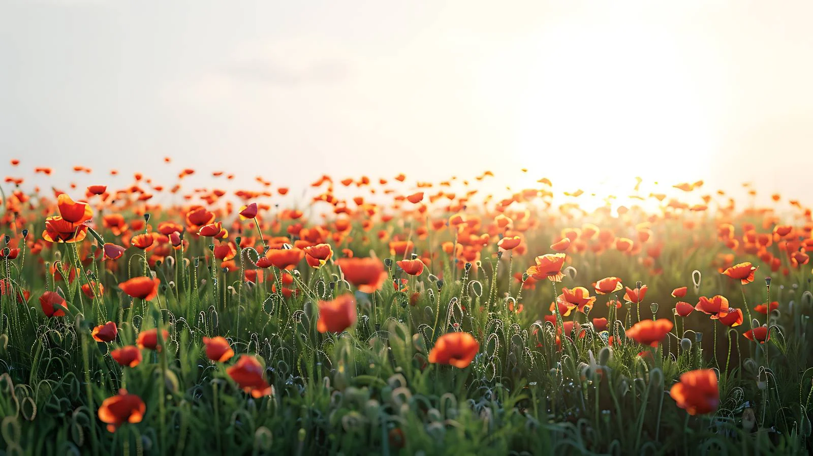 Vivid Sunset Glow Over Isolated Poppy Field — free download from Dotvec