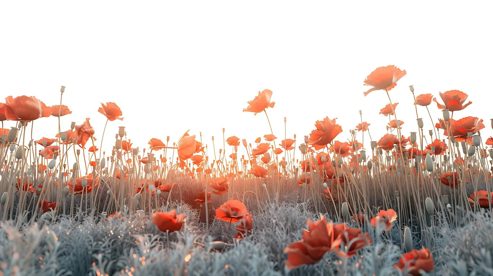 Vibrant poppy field at sunset alone — free download from Dotvec