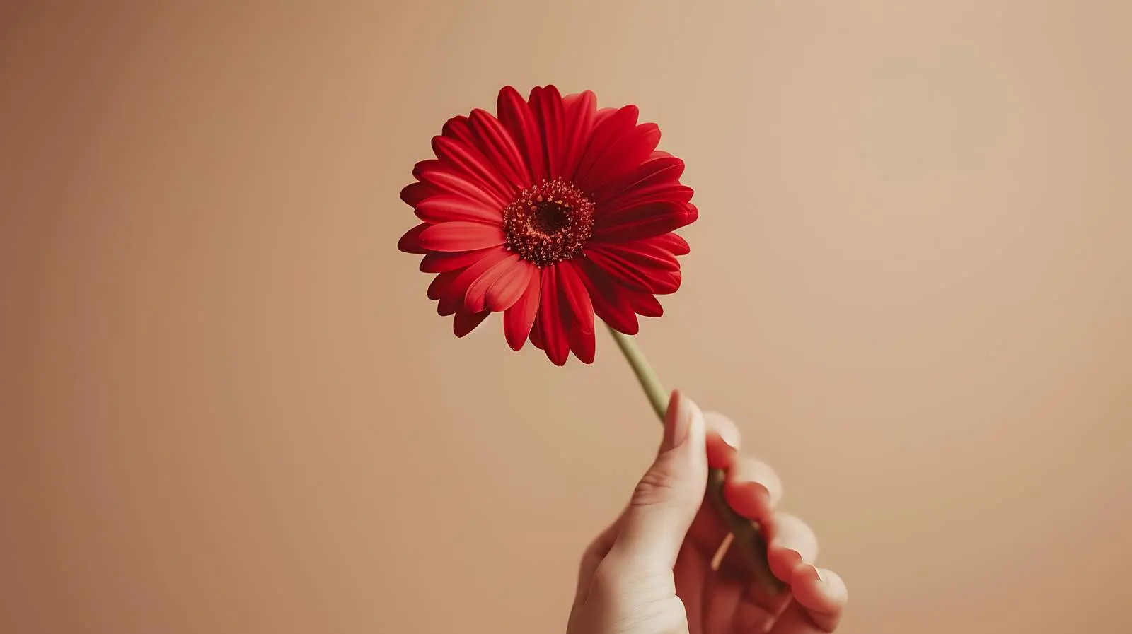 Woman Holding Beautiful Red Daisy Gerber Flower — free download from Dotvec