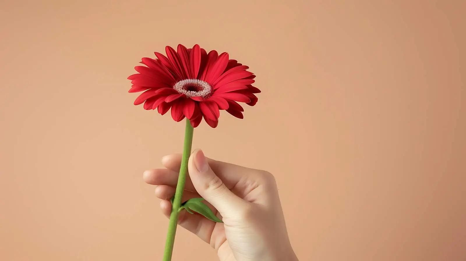 Woman Holding Beautiful Red Daisy Flower — free download from Dotvec