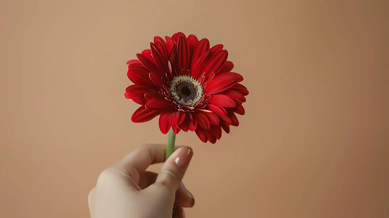 Woman Holding Beautiful Red Daisy Gerber Flower — free download from Dotvec